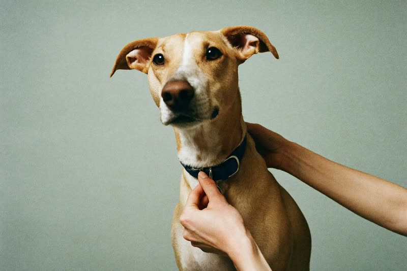Hands adjusting a dog's collar