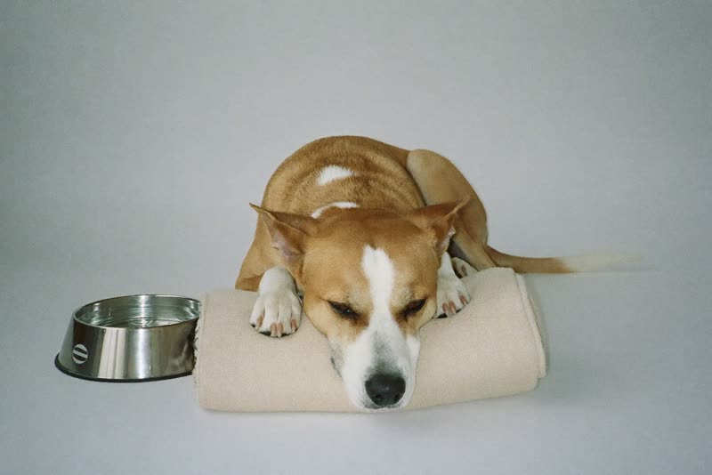 Dog asleep on a blanket beside a water bowl