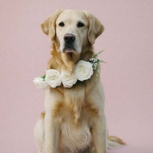 Dog wearing a fresh flower collar