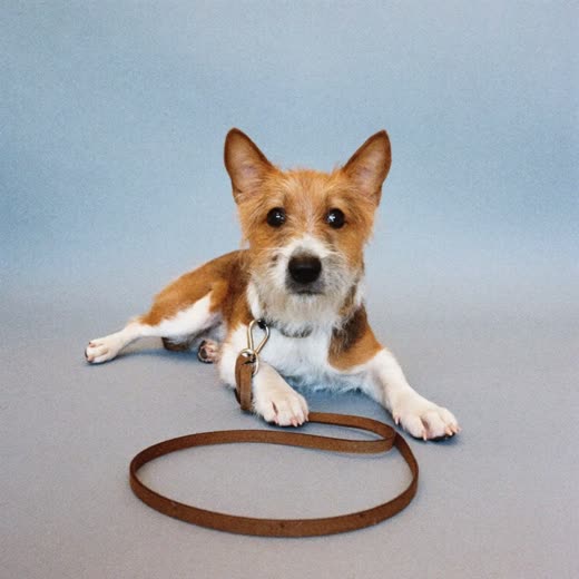 Small dog resting beside its lead