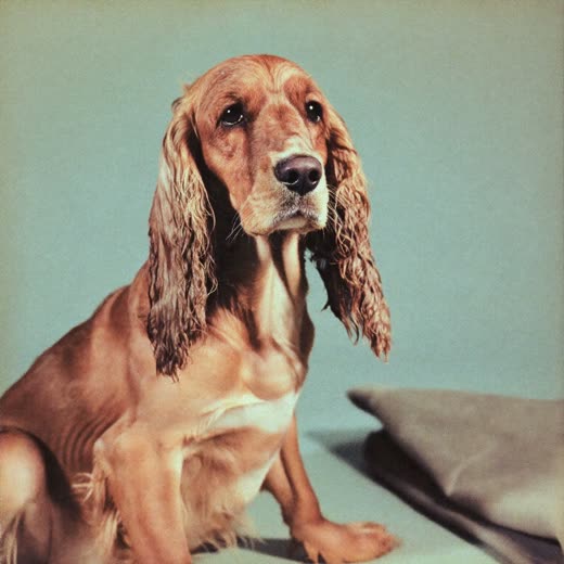 Freshly washed spaniel beside a towel